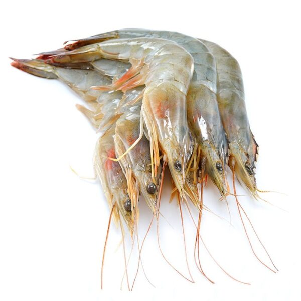 Gamba's