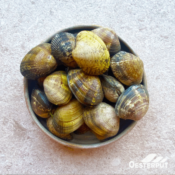 Tapijtschelpen / Palourdes